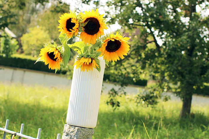 Naturfoto mit Sonnenblumen in Vase, die auf Zaun im Grünen steht