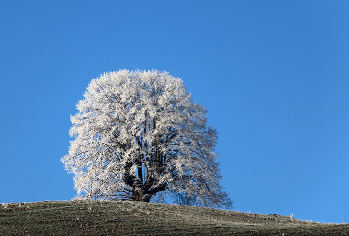 grosser Baum mit Raureif und blauem Himmel