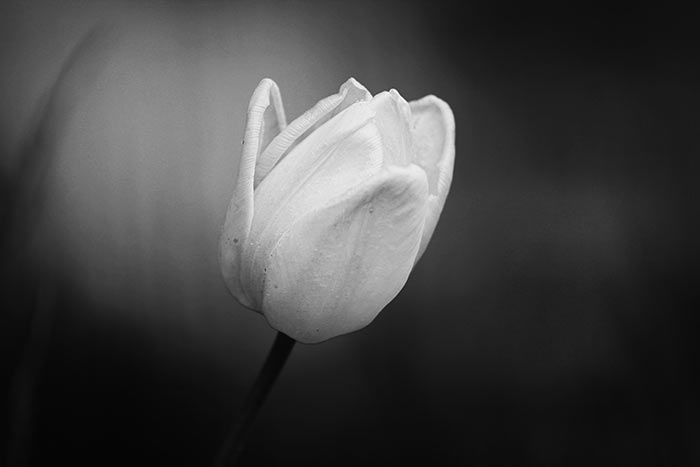 weisse Tulpenblüte schwarzweiss