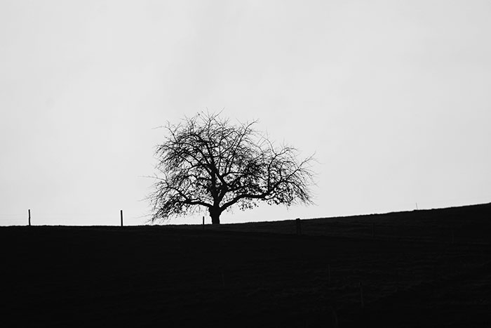 Baum mit Horizont