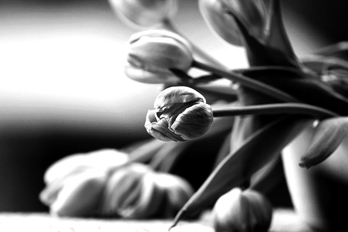 Tulpen schwarzweiss