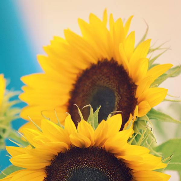 Naturfoto mit zwei Sonnenblumen Blüten gelb und blauer Himmel