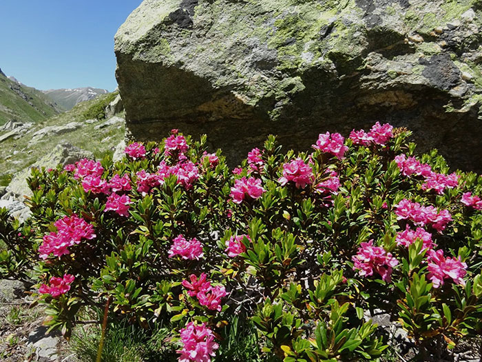 pinkfarbende Blumen in Berglandschaft