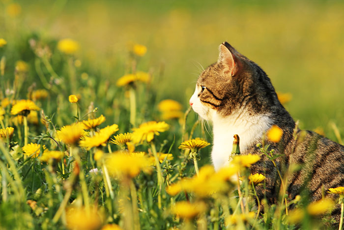 Katze in Blumenwiese mit gelbem Löwenzahn und langen Gräsern