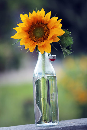 Naturfoto mit Sonnenblume in Vase auf Sockel