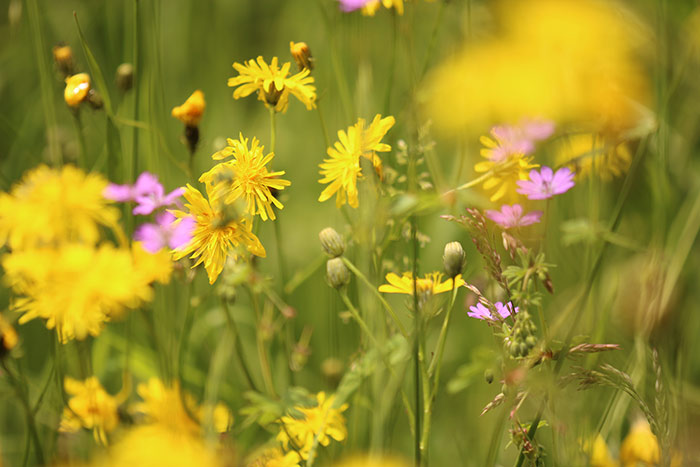 Naturfoto mit Juniwiese mit gelben und lila Blumen und langen Gräsern