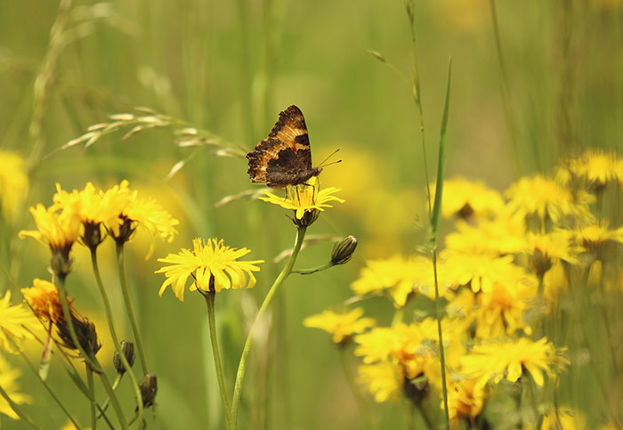 Schmetterling auf gelber Blumem in Wiese