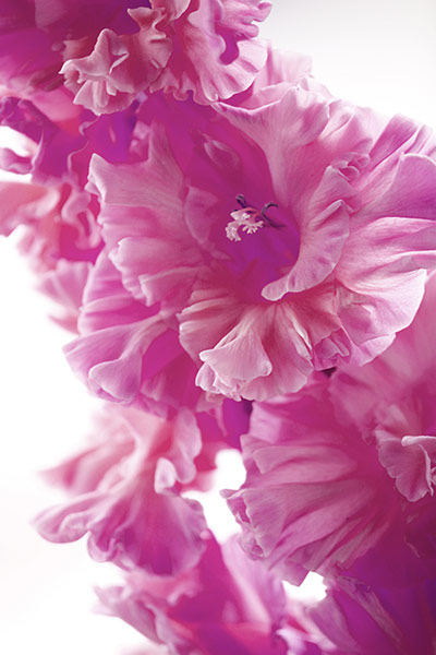 Naturfoto einer Gladiolenblüte in pink-rosa