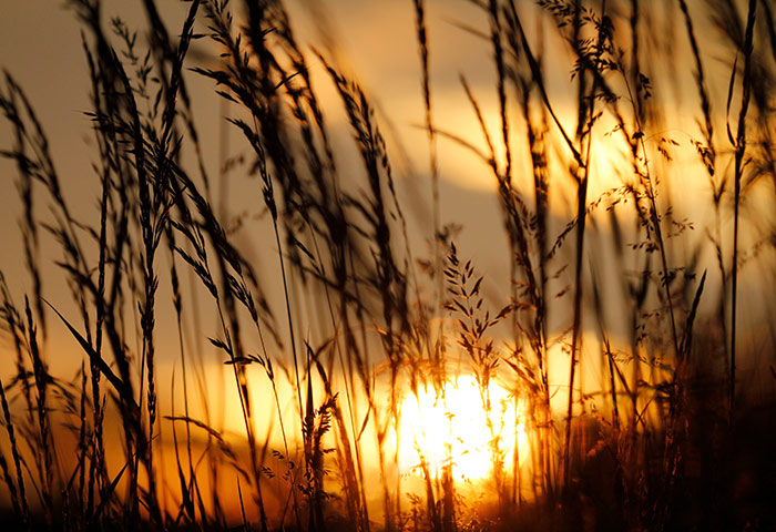 Naturfoto mit Sonnenuntergang hinter langen Wiesengräsern