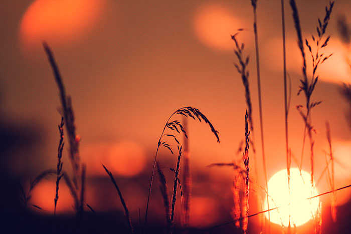 Naturfoto mit Sonnenuntergang, rotem Himmel und langen Gräsern