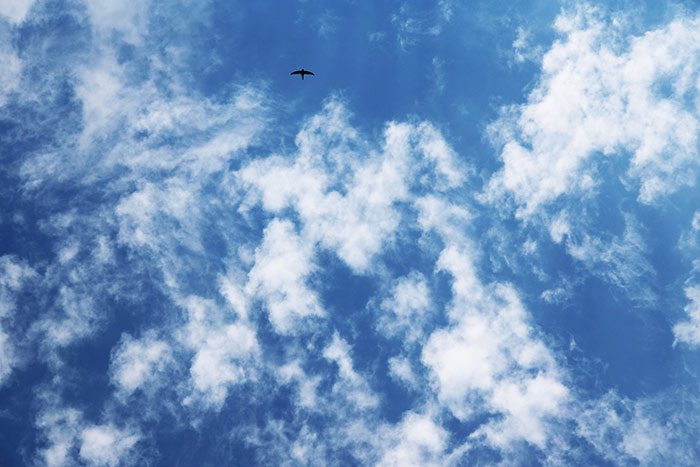 Naturfoto mit blauem Himmel, Wölkchen und Vogel