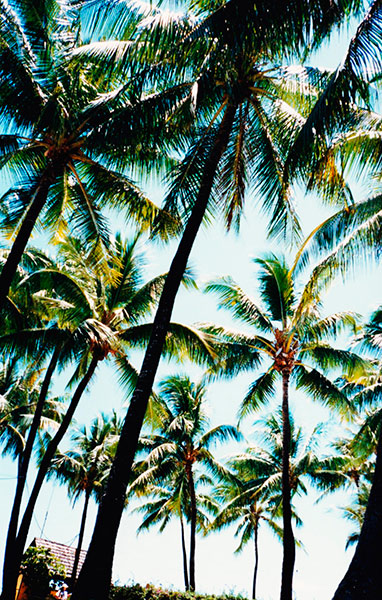 Naturfoto mit Palmen, die in den Himmel ragen in Vintage