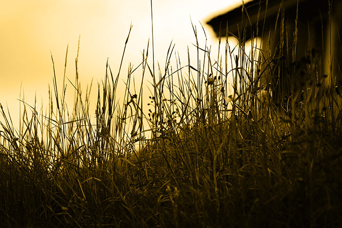 Naturfoto mit langen Wiesengräsern und gelbem Abendhimmel und Haus