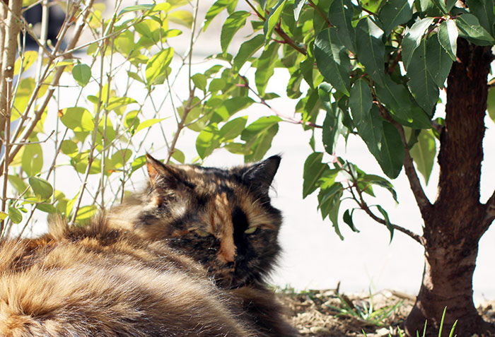 Naturfoto Katze unter Büschen am Siesta machen