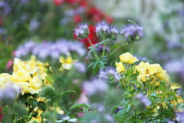 Naturfoto mit gelben, roten und violetten Gartenblumen