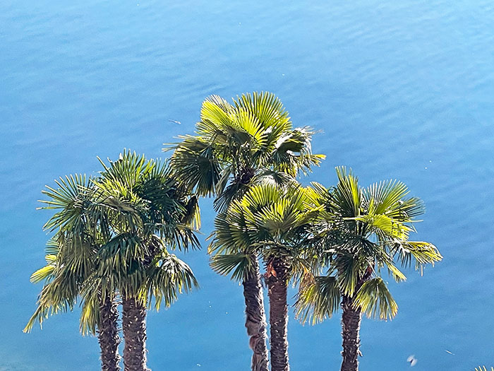 Naturfotografie mit Tessiner Palmen vor blauem Wasser