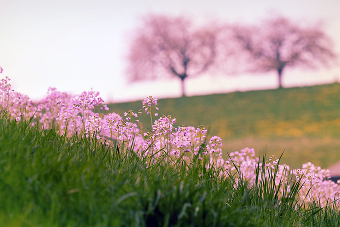 Naturfoto mit lila Wiesenschaumkraut und blühenden Bäume