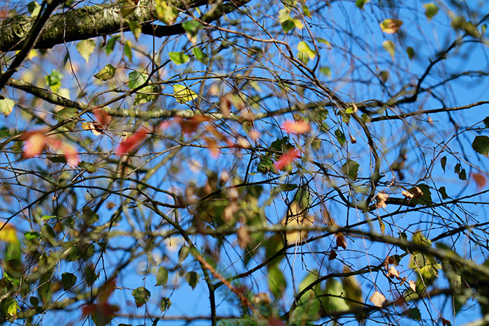 Herbstblätter grün und rot am Baum