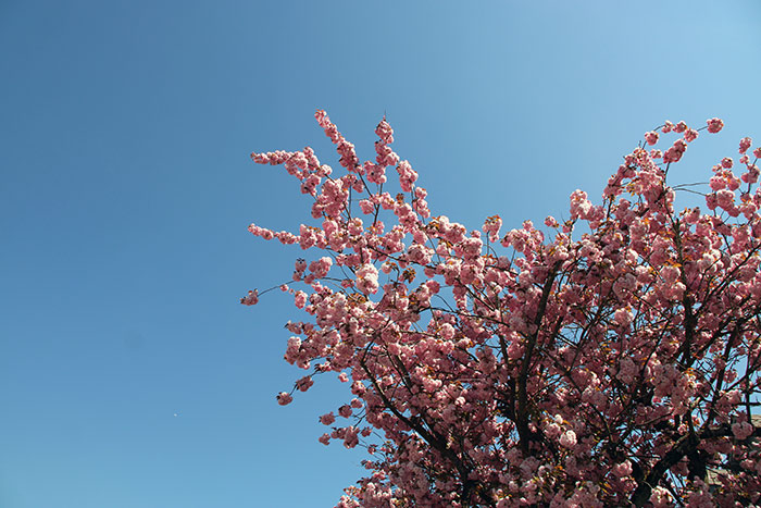 Japanischer Kirschbaum mit rosa Blüten