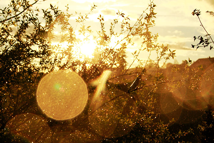 Naturfoto mit Bokehkreisen und Büschen im gelben Sonnenlicht