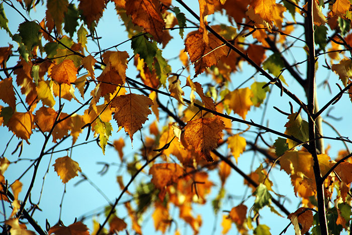 viele gelbrotbraune Blätter an Zweigen und blauer Himmel dahinter