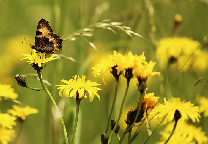 Naturfoto mit Wiesenblumen und Schmetterling