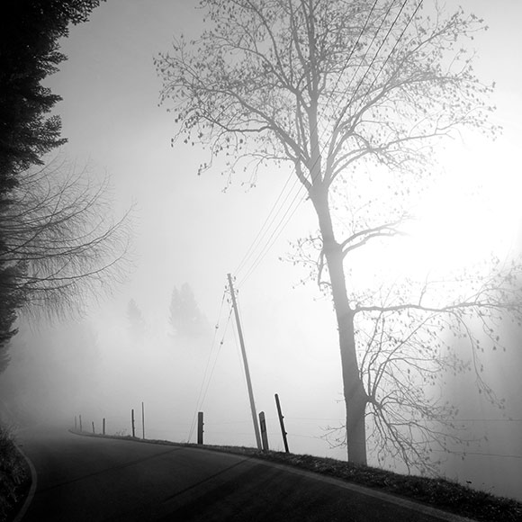 Naturfoto mit Sonne die durch Nebel, Bäume und Tannen durchdringt und eine Strasse belebt