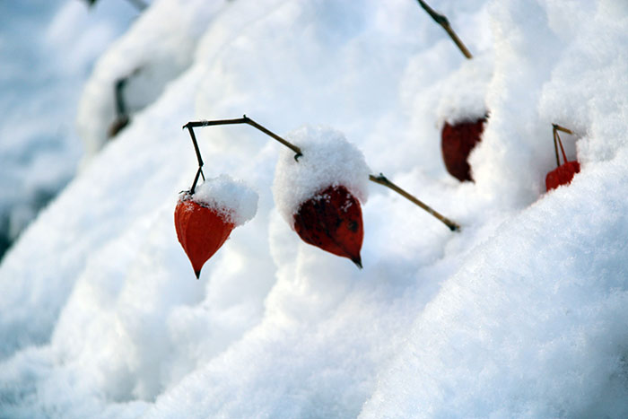 Naturfoto mit roten Lampionblumen unter Schneehaube