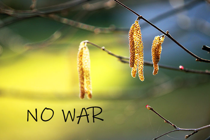 Naturfoto mit Hasleblüten am Haselnussbaum mit gelb-blauem Hintergrund und Text No War