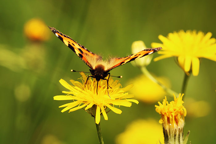 Naturfoto mit Wiese mit gelbem Löwenzahn und Schmetterling