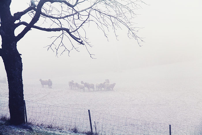 Naturfoto mit Nebel, Frost auf Feld, Baum und Schafen
