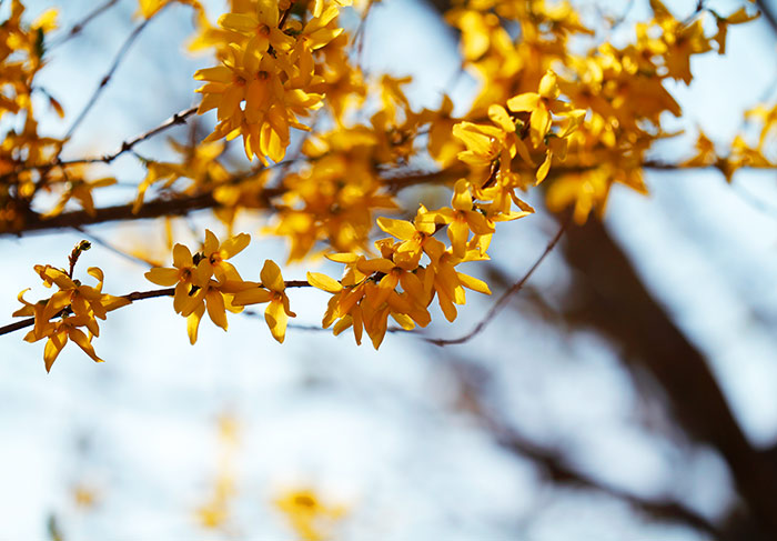 Naturfoto mit gelben Blüten an Forsythienzweig