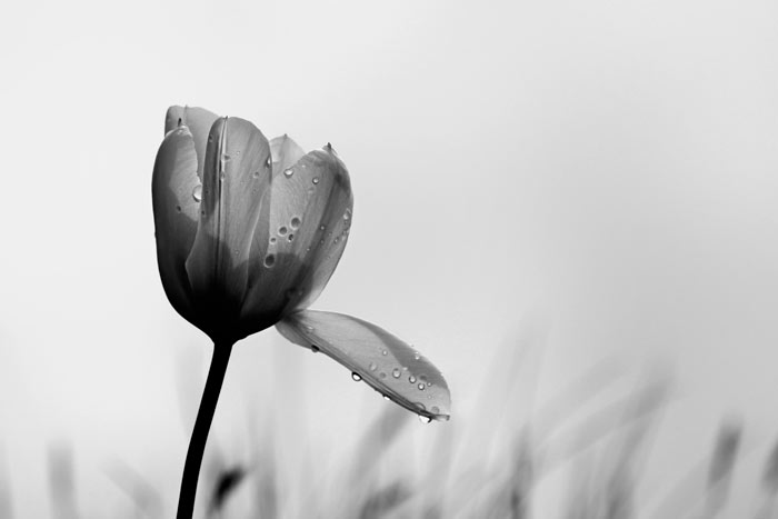 Tulpe mit abblätternder Blüte und Regentropfen - schwarzweiss