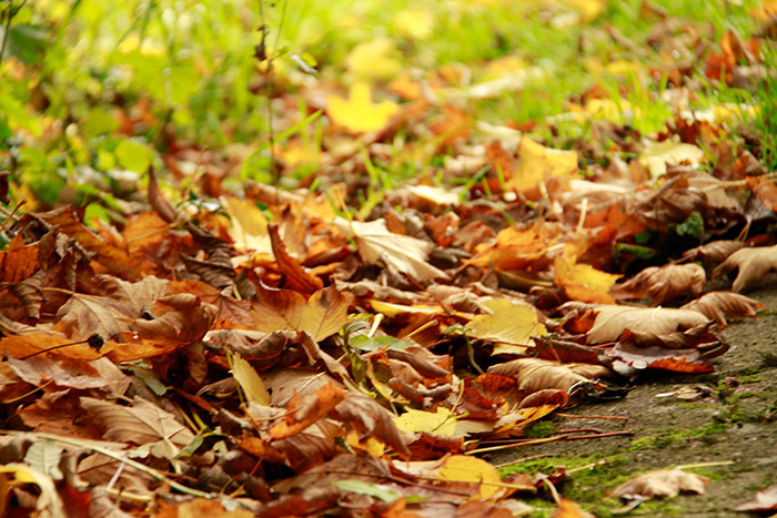 gefallene Blätter, Laub am Boden