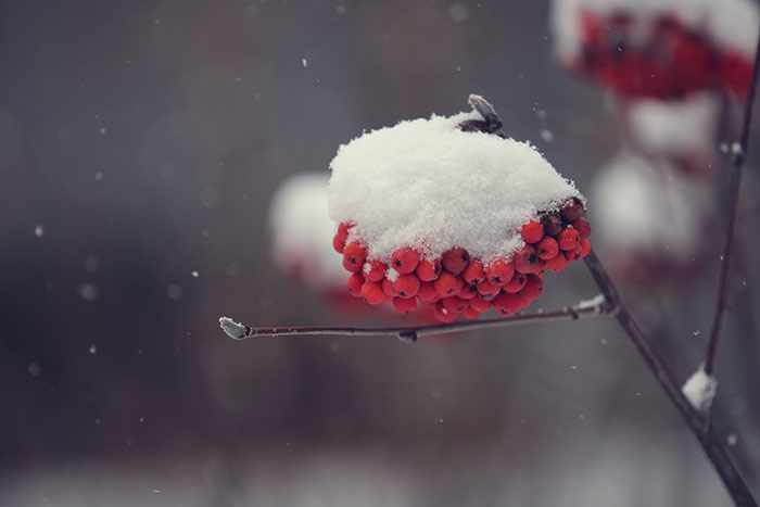 Schneehäubchen auf roten Vogelbeeren
