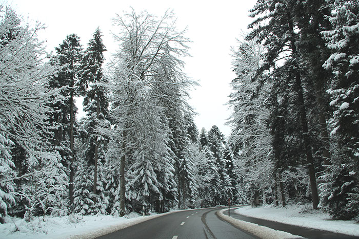 Schneebedeckter Tannenwald