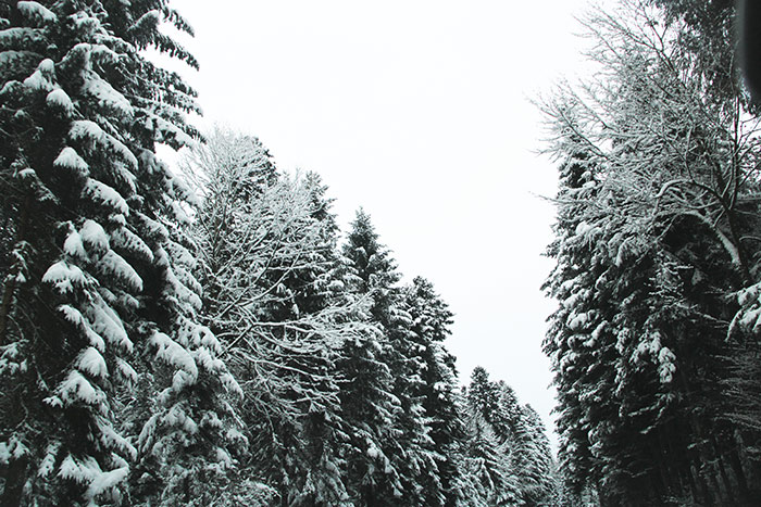 Schneebedeckte Tannen im Wald