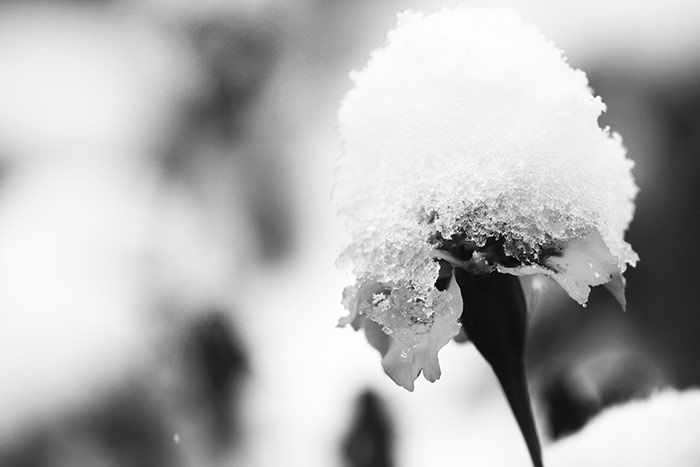 Schneehaube auf Pflanze schwarzweiss