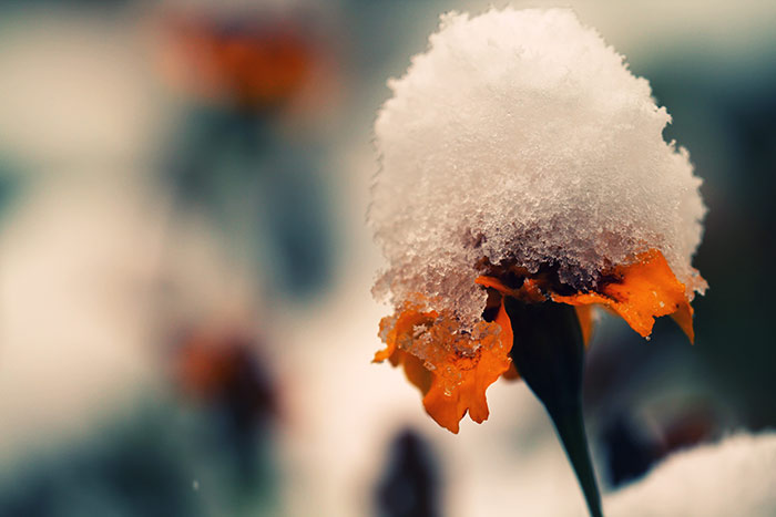 Blume mit hoher Schneehaube