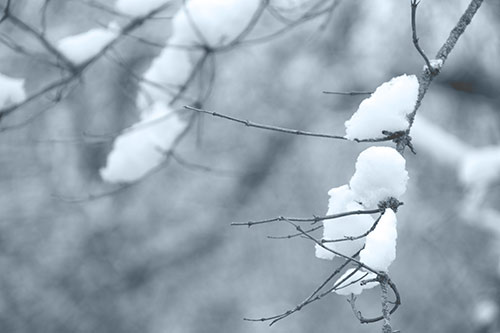 Schnee hängt in Zweigen und Ästen
