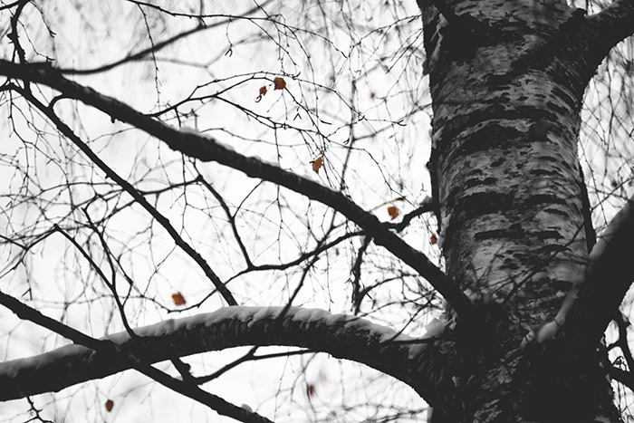Baum mit Schnee und letzten Herbstblättern