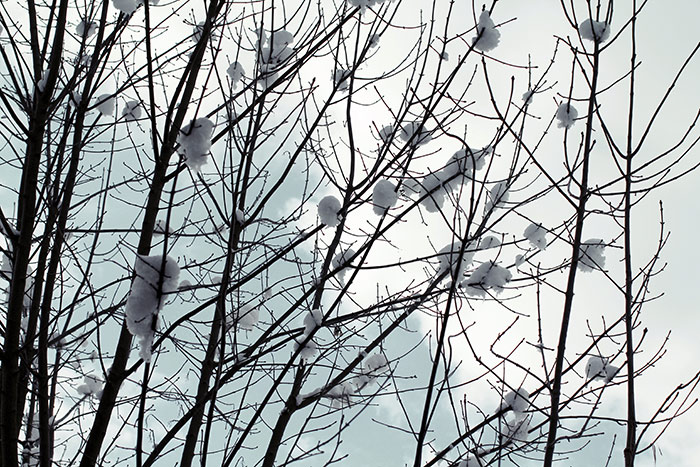 witziges Naturbild mit Schneehäufchen, die aussehen wie Schneebälle und sich in den Zweigen halten