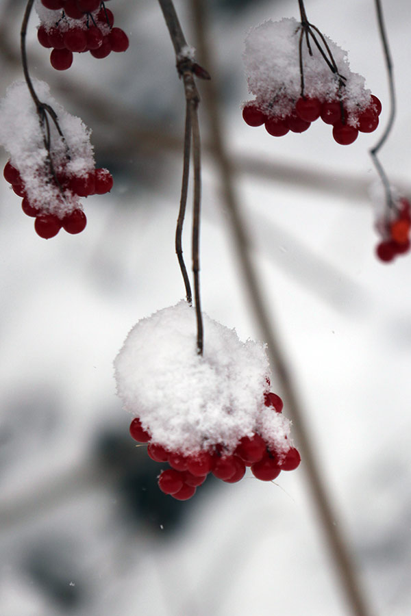 Schneehaufen auf roten Beeren