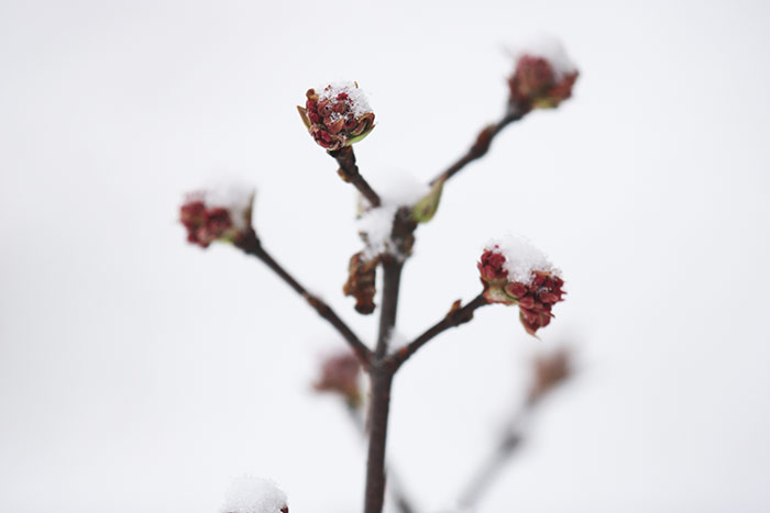 Pflanze mit Schnee auf roten Knospen
