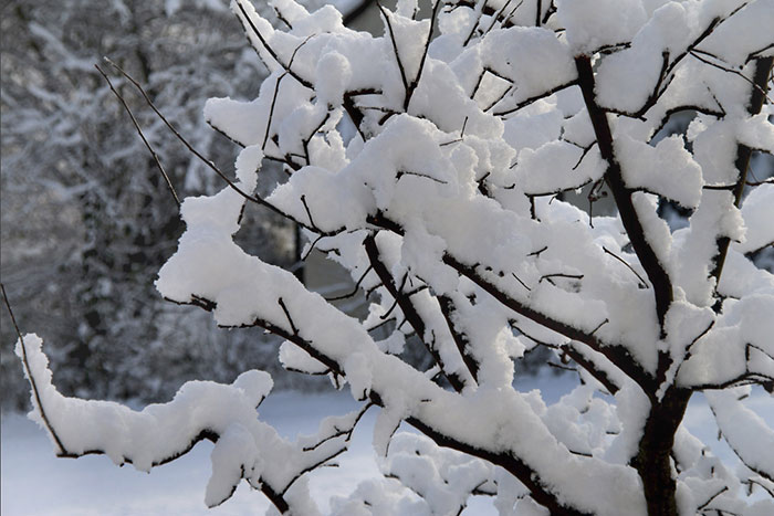 Schneemassen auf Baum
